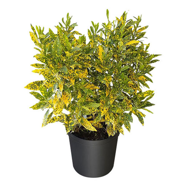 کروتون لکه طلایی